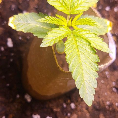 Hampton  growlog timeline photo