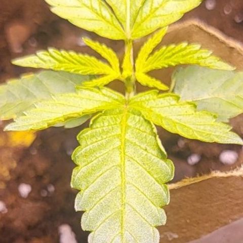 Hampton  growlog timeline photo