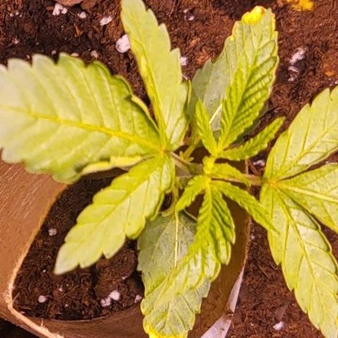 Hampton  growlog timeline photo