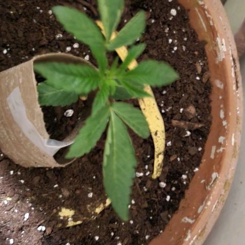Hampton  growlog timeline photo