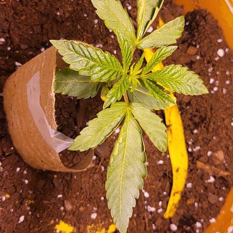 Hampton  growlog timeline photo