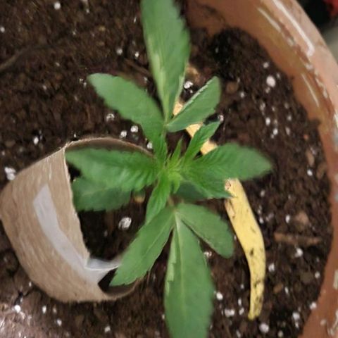 Hampton  growlog timeline photo