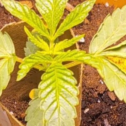 Hampton  growlog timeline photo