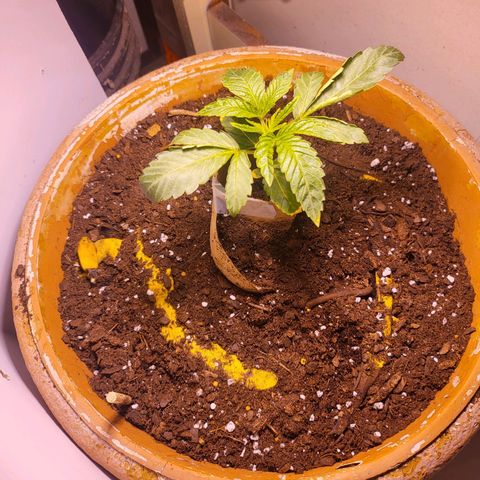 Hampton  growlog timeline photo