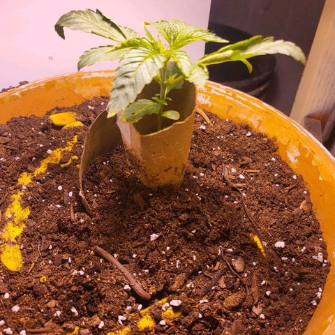 Hampton  growlog timeline photo
