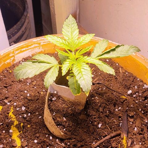 Hampton  growlog timeline photo