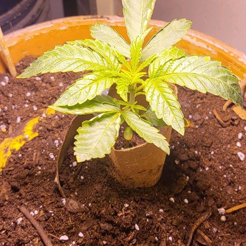 Hampton  growlog timeline photo