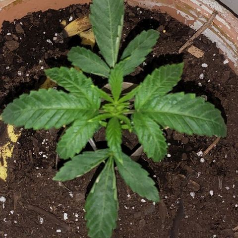Hampton  growlog timeline photo