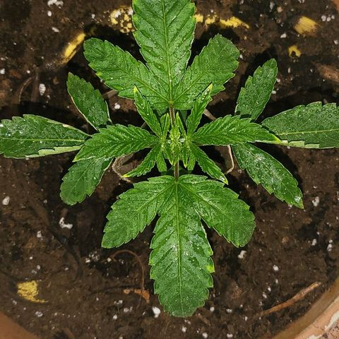 Hampton  growlog timeline photo