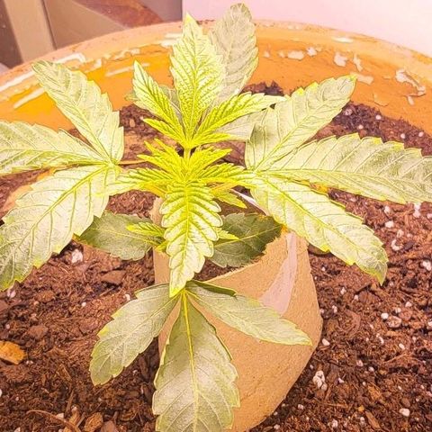 Hampton  growlog timeline photo