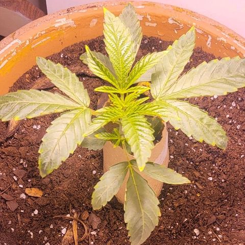 Hampton  growlog timeline photo