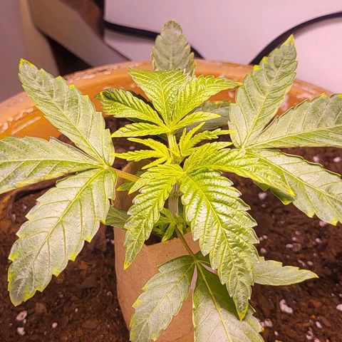 Hampton  growlog timeline photo