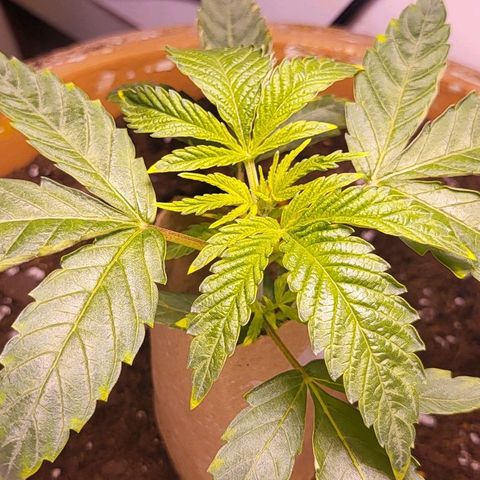 Hampton  growlog timeline photo