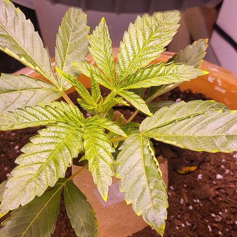 Hampton  growlog timeline photo