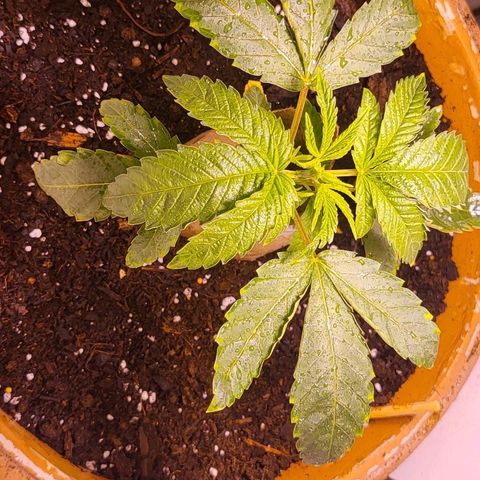 Hampton  growlog timeline photo