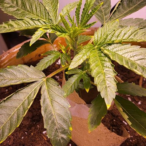 Hampton  growlog timeline photo