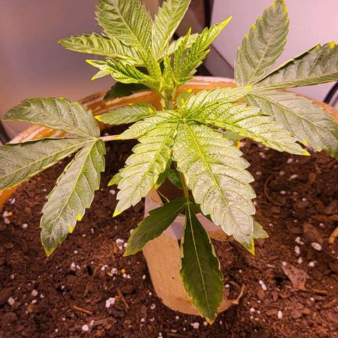Hampton  growlog timeline photo