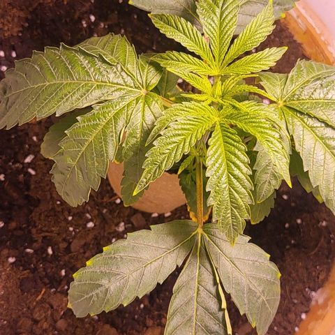 Hampton  growlog timeline photo