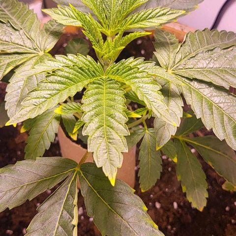 Hampton  growlog timeline photo