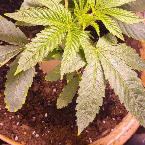 Hampton  growlog timeline photo