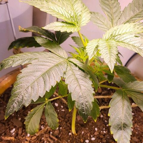 Hampton  growlog timeline photo