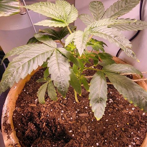 Hampton  growlog timeline photo