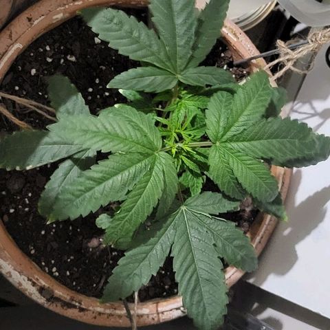 Hampton  growlog timeline photo