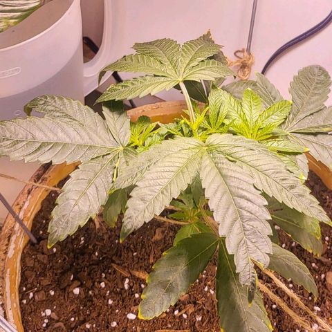 Hampton  growlog timeline photo