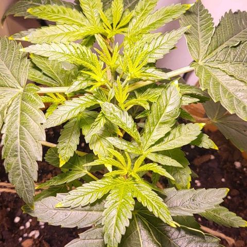 Hampton  growlog timeline photo