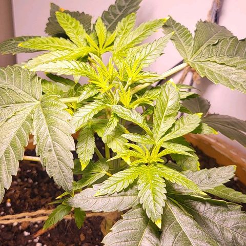 Hampton  growlog timeline photo