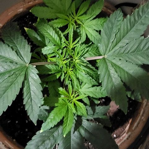 Hampton  growlog timeline photo