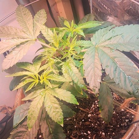 Hampton  growlog timeline photo