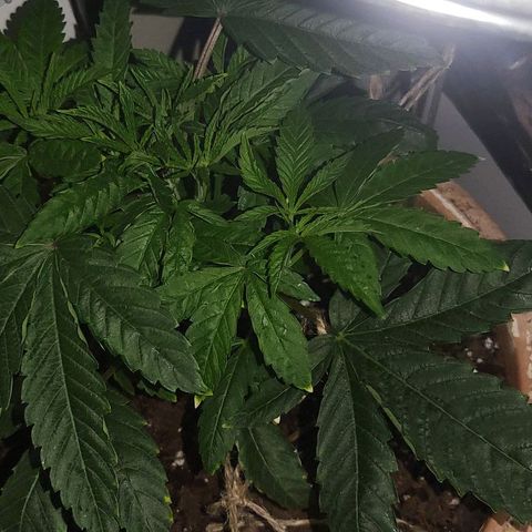 Hampton  growlog timeline photo