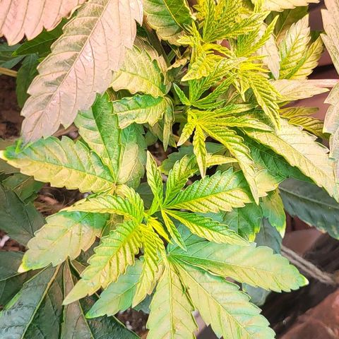 Hampton  growlog timeline photo