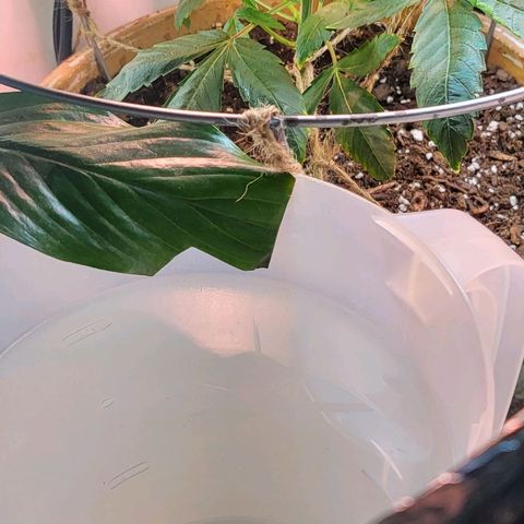 Hampton  growlog timeline photo