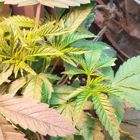 Hampton  growlog timeline photo