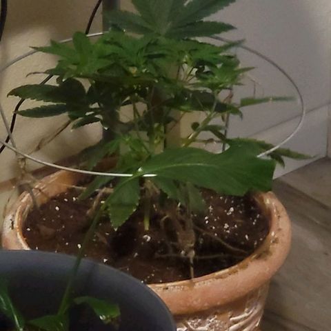 Hampton  growlog timeline photo