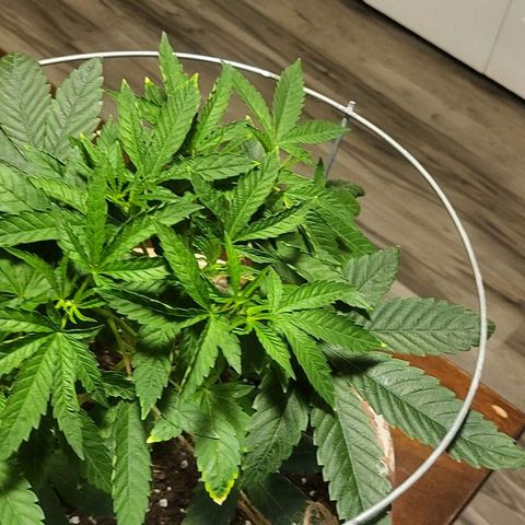 Hampton  growlog timeline photo