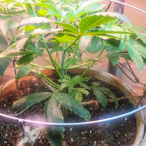 Hampton  growlog timeline photo