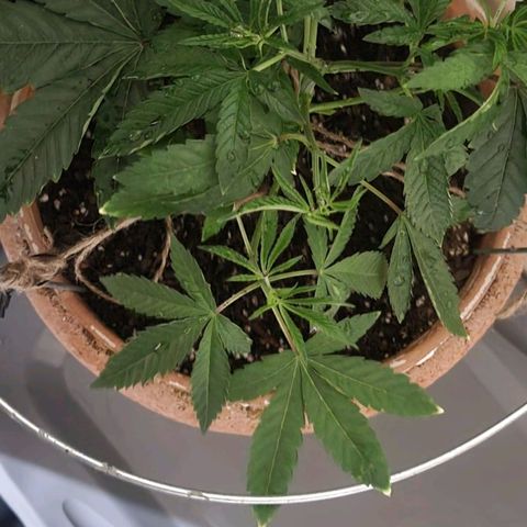 Hampton  growlog timeline photo