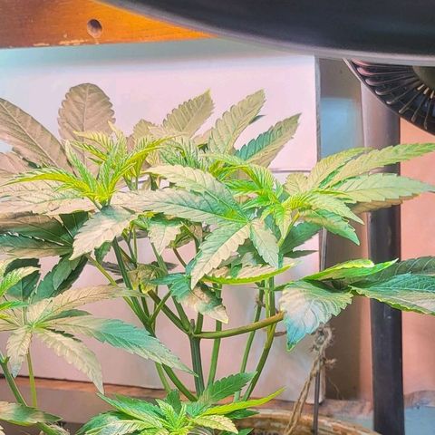 Hampton  growlog timeline photo