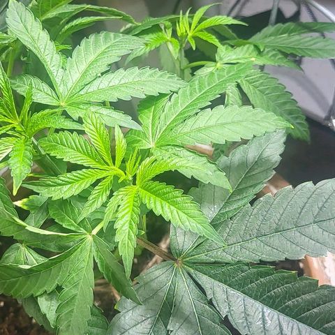 Hampton  growlog timeline photo