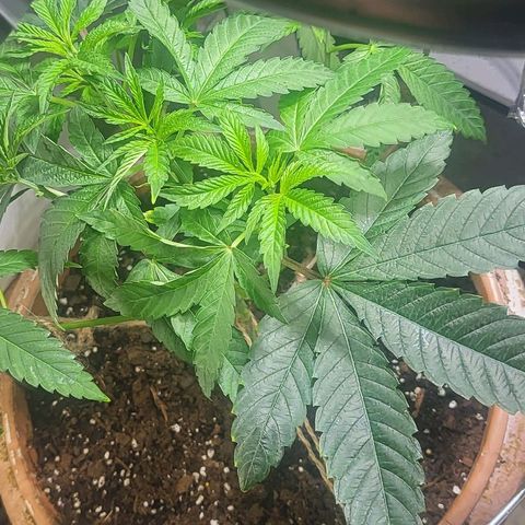 Hampton  growlog timeline photo