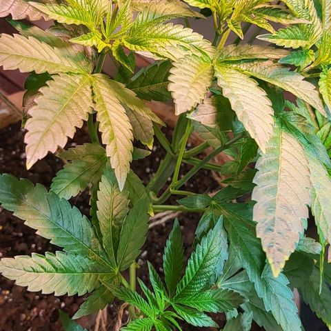 Hampton  growlog timeline photo