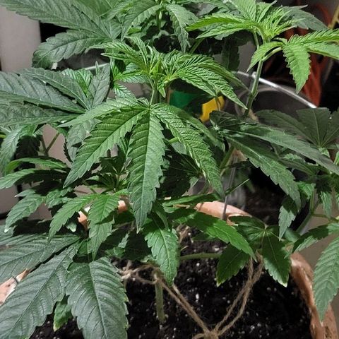 Hampton  growlog timeline photo