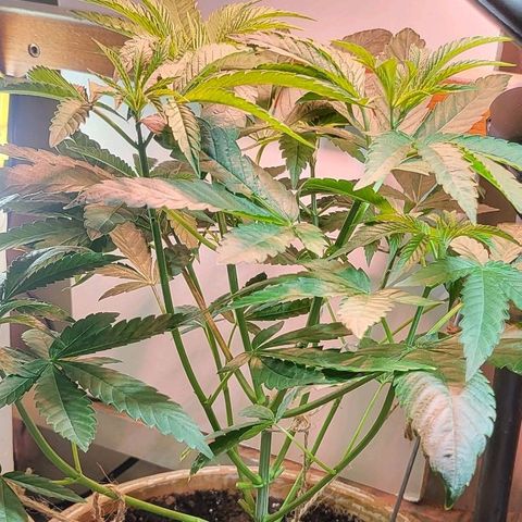 Hampton  growlog timeline photo