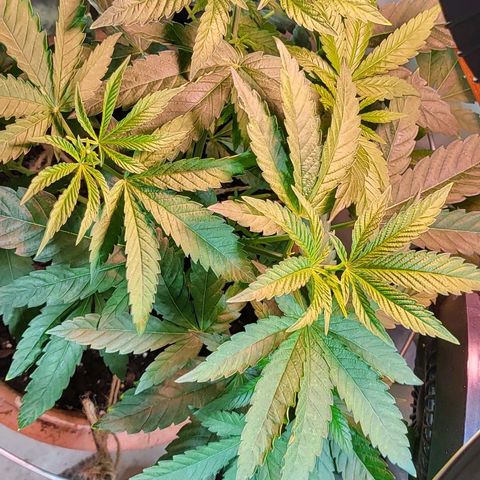 Hampton  growlog timeline photo