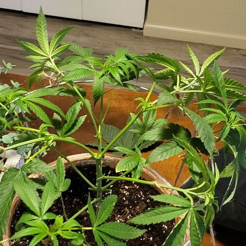 Hampton  growlog photo: High stress