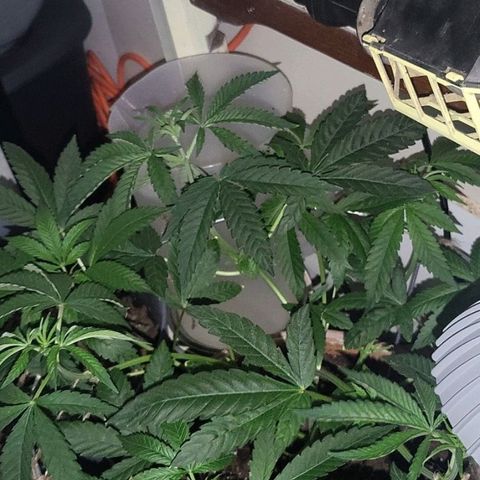 Hampton  growlog timeline photo