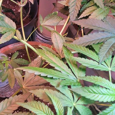 Hampton  growlog timeline photo